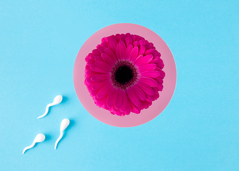 Egg Donation